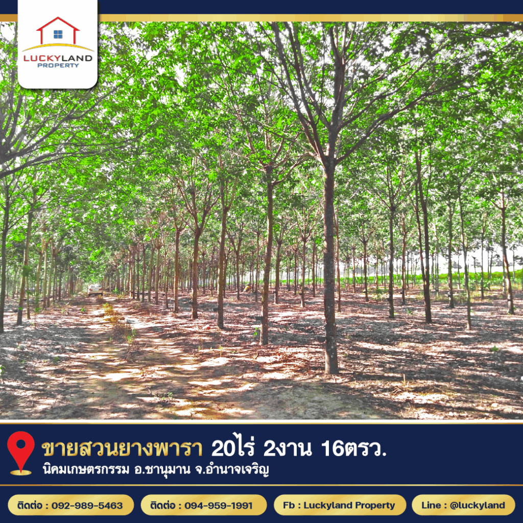 ขาย ที่ดิน สวนยาง สวนยาง 20 ไร่ 2 งาน 16 ตร.วา อ.ชานุมาน อำนาจเจริญ