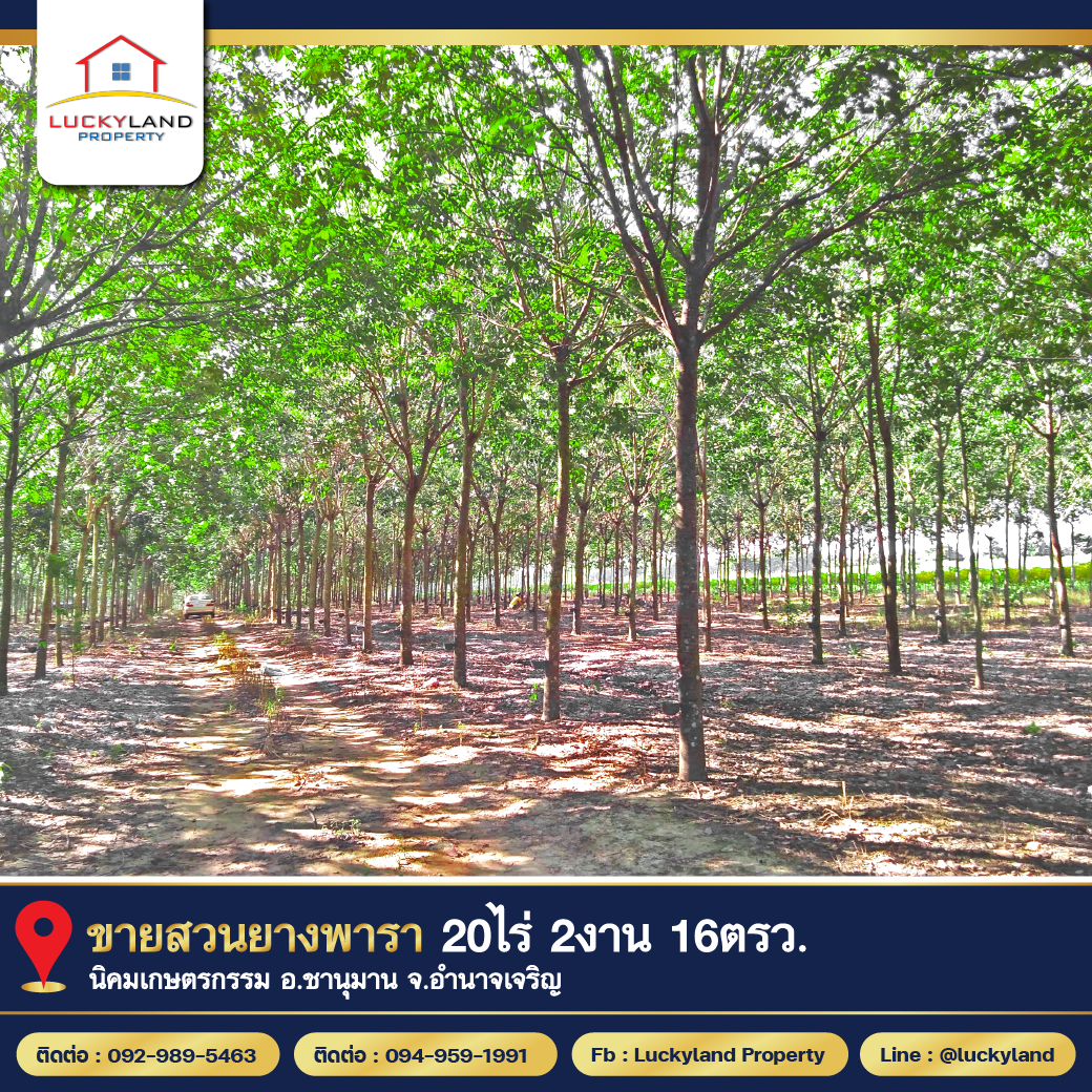 ขาย ที่ดิน สวนยาง สวนยาง 20 ไร่ 2 งาน 16 ตร.วา อ.ชานุมาน อำนาจเจริญ