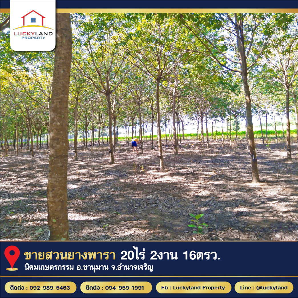 ขาย ที่ดิน สวนยาง สวนยาง 20 ไร่ 2 งาน 16 ตร.วา อ.ชานุมาน อำนาจเจริญ - Image 2