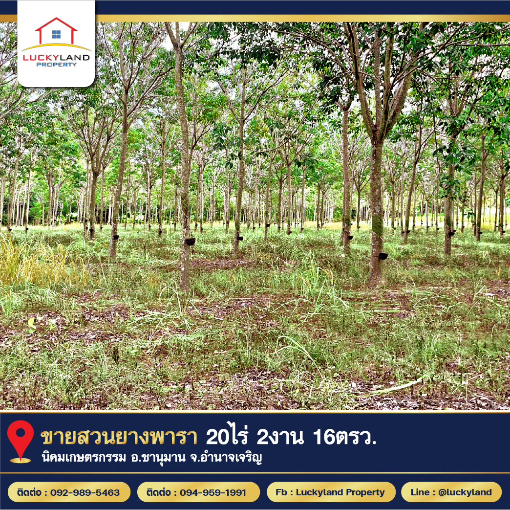 ขาย ที่ดิน สวนยาง สวนยาง 20 ไร่ 2 งาน 16 ตร.วา อ.ชานุมาน อำนาจเจริญ - Image 3