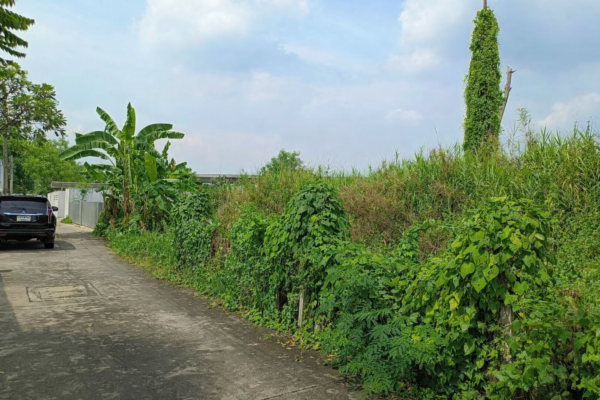 ขาย ที่ดินตลิ่งชัน ใกล้ ถ.บรมราชชนนี (200ตร.ว.) ซอย ฉิมพลี8 ต.ฉิมพลี อ.ตลิ่งชัน จ.กรุงเทพฯ