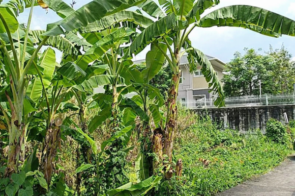 ขาย ที่ดินตลิ่งชัน ใกล้ ถ.บรมราชชนนี (200ตร.ว.) ซอย ฉิมพลี8 ต.ฉิมพลี อ.ตลิ่งชัน จ.กรุงเทพฯ