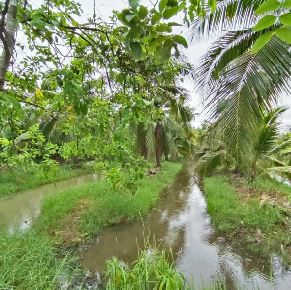 ขาย ที่ดินถมแล้ว 1-0-40ไร่ ซ.อนามัยงามเจริญ33แยก1-2 (ซอยซุ้มกอไผ่) บางขุนเทียน กรุงเทพฯ