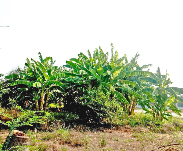 ขายที่ดินเปล่า 142 ตร.ว. กำแพงแสน นครปฐม (ใกล้ ม.เกษตร) ราคาไม่เกินล้าน